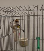 Chardonneret faciato, Enlèvement ou Envoi, Neuf