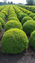 Buxus bollen 60:70/80/90 cm topkwaliteit !!! Van kweker, Jardin & Terrasse, Plantes | Arbustes & Haies, Enlèvement, Buis