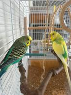 Papegaaien Tokyo & Rio, Dieren en Toebehoren, Parkiet