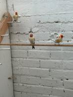 Putters Goldfinches à vendre, Animaux & Accessoires, Oiseaux | Oiseaux Autre