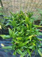 Zaailingen tragycarpus fortunei palmboompjes, Tuin en Terras, Volle zon, Vaste plant, Varens, Ophalen of Verzenden