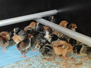 Kuikens wyandotte, Sussex  porcelein en bloemenkip beschikbaar voor biedingen