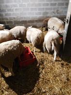 8 mooie lammeren, Dieren en Toebehoren, Schapen, Geiten en Varkens