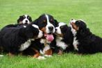 Berner Sennen pups te koop - Beide ouders aanwezig, Dieren en Toebehoren, Honden | Bulldogs, Pinschers en Molossers, CDV (hondenziekte)