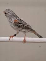 kanarie agaat rood mozaiek, Dieren en Toebehoren, Meerdere dieren, Kleurkanarie