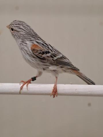 kanarie agaat rood mozaiek beschikbaar voor biedingen