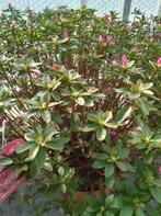azalea japoniica te koop, Tuin en Terras, Vaste plant, Ophalen