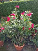 Oleanders, Ophalen