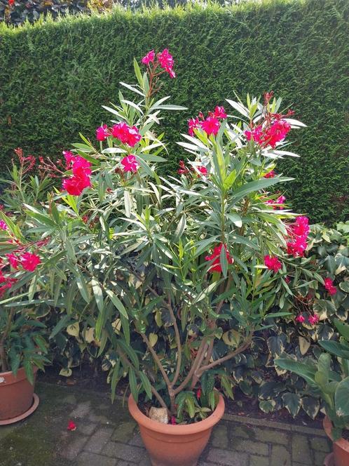 Oleanders, Tuin en Terras, Planten | Tuinplanten, Ophalen