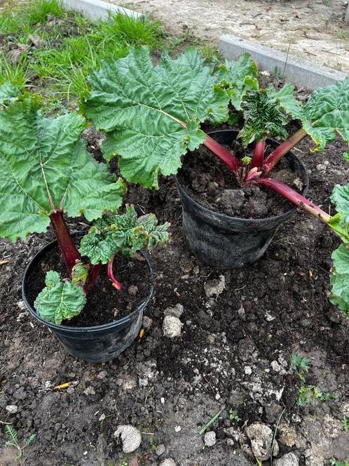 Plants de rhubarbe, plante vivace de jardin, Jardin & Terrasse, Plantes | Jardin, Plante fixe, Plantes fruitières, Été, Enlèvement ou Envoi