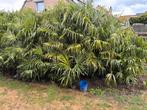 Palmbomen te koop, Tuin en Terras, Ophalen