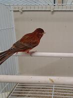 Kanarie agaat rood, Dieren en Toebehoren, Meerdere dieren, Kleurkanarie