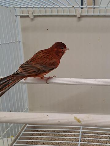 Kanarie agaat rood beschikbaar voor biedingen