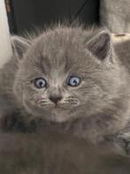 Mooi nestje Britse korthaar, Dieren en Toebehoren, Kater, Gechipt, 0 tot 2 jaar