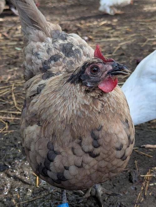 Hennen groenleggers kippen gekleurde eieren, Dieren en Toebehoren, Pluimvee, Kip, Vrouwelijk