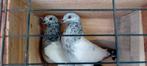 Junge duiven hoogvlieger Pakistan, Dieren en Toebehoren, Vogels | Duiven