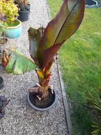 Bananenplant, Tuin en Terras, Planten | Bomen, Ophalen