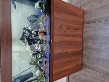 Aquarium inclusief vissen beschikbaar voor biedingen