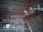 Kanarie's, Dieren en Toebehoren, Vogels | Kanaries