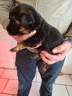 Duitse herders pups, België, Particulier, 8 tot 15 weken, Parvo
