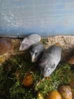 Cavia jongen, Dieren en Toebehoren, Cavia, Meerdere dieren, Tam, September