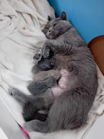 Brits Korthaar kittentjes, Dieren en Toebehoren, Meerdere dieren, Gechipt, 0 tot 2 jaar