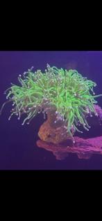 Zeeaquarium koraal, Dieren en Toebehoren, Vissen | Aquaria en Toebehoren, Ophalen