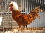 Gezocht: Hollandse kuifhoen-haan (kriel), Mâle, Poule ou poulet