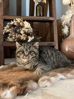 Brits Korthaar Kitten, Dieren en Toebehoren, Kater, Gechipt, 0 tot 2 jaar