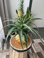 Ananasplant, Ophalen