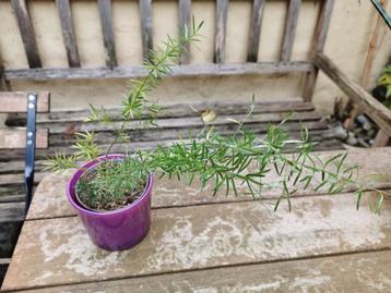 Asparagus sprengeri, gezonde plant in paars sierpotje.