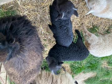 Ouessant lam ram, Mâle, Mouton, 0 à 2 ans