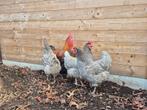 Marans blauwkoper toom + zwartkoper hen!, Dieren en Toebehoren, Pluimvee