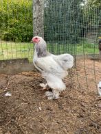 Brahma haan, Dieren en Toebehoren, Pluimvee