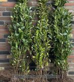 Ligustrum ovalifolium aan onklopbare prijzen!, Tuin en Terras, Ophalen, Taxus