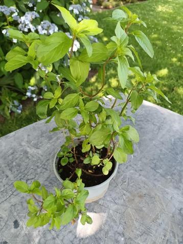 Mentha Eau De Cologne met korting beschikbaar voor biedingen