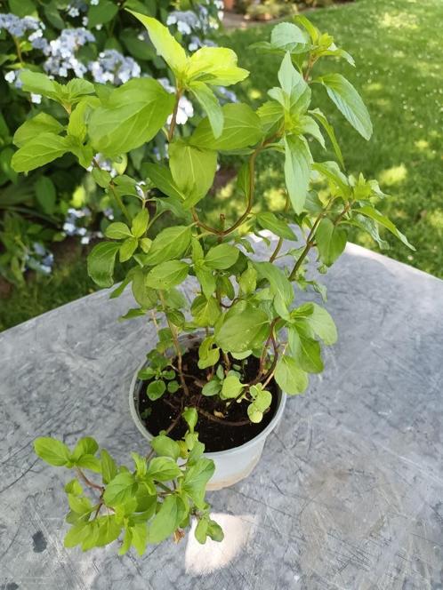 Mentha Eau De Cologne met korting, Tuin en Terras, Planten | Struiken en Hagen, Ophalen