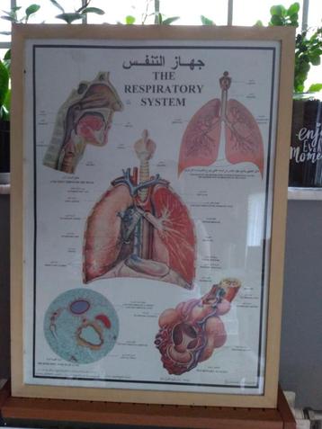 Poster Respiratoir Stelsel Anatomie vintage disponible aux enchères