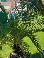 Palmboom zonder pot, Tuin en Terras, Ophalen