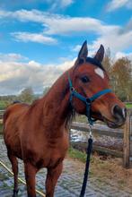 1m57, Zeer mooie en grote bijna 3-jarige arabische ruin, Dieren en Toebehoren, Paarden