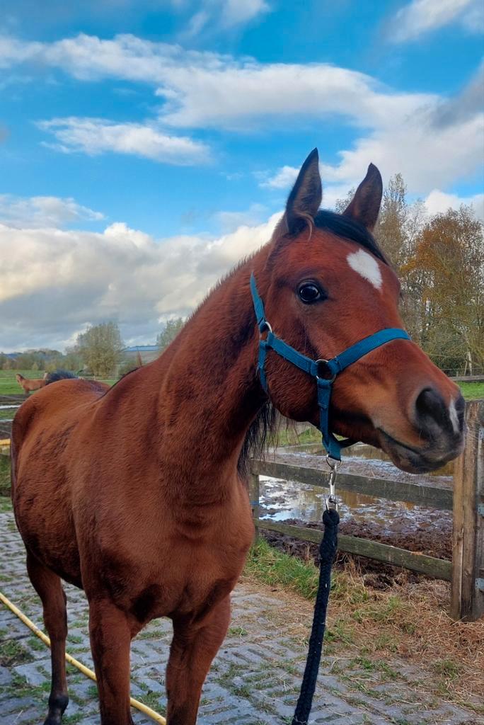 1m57, Zeer mooie en grote bijna 3-jarige arabische ruin, Dieren en Toebehoren, Paarden