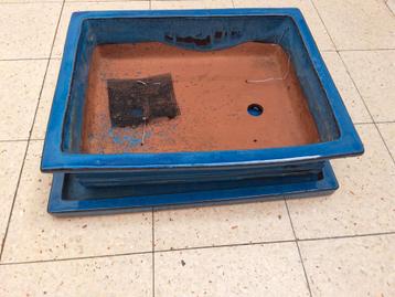  Grote bonsaï schotel blauw beschikbaar voor biedingen