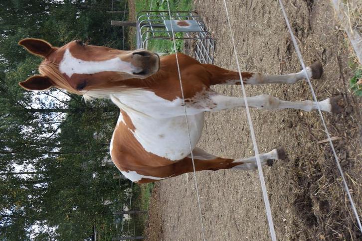 Grote mooie bonte ruin, Dieren en Toebehoren, Paarden, Ruin, Onbeleerd, Minder dan 160 cm, 0 tot 2 jaar, Met stamboom, Gechipt