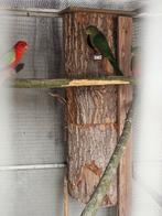 Koningparkiet  split geel, Mannelijk, Parkiet, Geringd