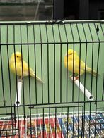 Koppel gele kanaries, Dieren en Toebehoren, Vogels | Kanaries
