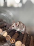 Kleurmuizen, Dieren en Toebehoren, April, Muis, Vrouwelijk, Tam