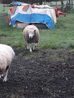 Schapen ram dekbok, Dieren en Toebehoren