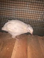 Japanse kwartels 10 maanden, Dieren en Toebehoren, Meerdere dieren, Overige soorten