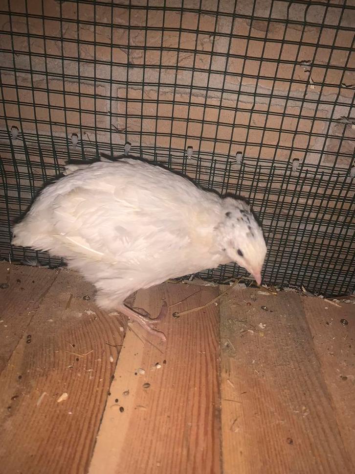 Japanse kwartels 10 maanden, Dieren en Toebehoren, Pluimvee, Overige soorten, Meerdere dieren