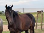 Mooie merrie 6 jaar dressuur/jumping, Dieren en Toebehoren, Paarden, Merrie, Springpaard, Gechipt, 3 tot 6 jaar